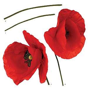 Poppies αυτοκόλλητα τοίχου βινυλίου