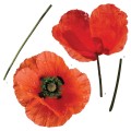 Poppies αυτοκόλλητα τοίχου βινυλίου