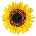 Sunflower αυτοκόλλητα τοίχου βινυλίου