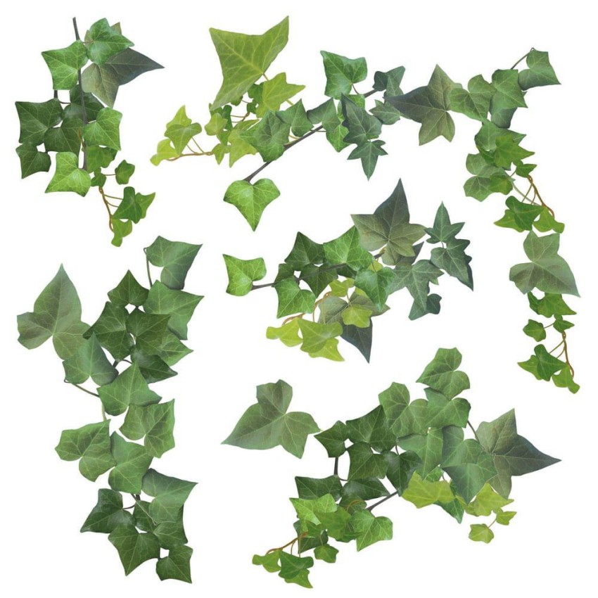 Ivy αυτοκόλλητα τοίχου βινυλίου