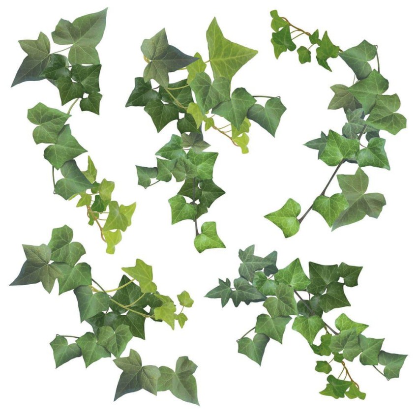 Ivy αυτοκόλλητα τοίχου βινυλίου