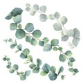 Eucalyptus αυτοκόλλητα τοίχου βινυλίου