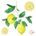 Lemons αυτοκόλλητα τοίχου βινυλίου
