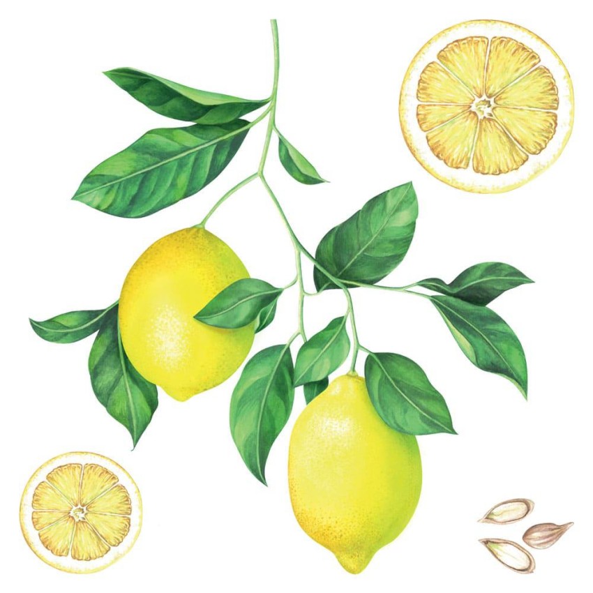 Lemons αυτοκόλλητα τοίχου βινυλίου
