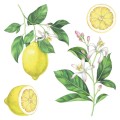 Lemons αυτοκόλλητα τοίχου βινυλίου