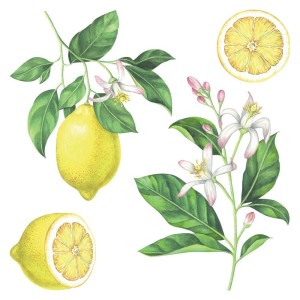 Lemons αυτοκόλλητα τοίχου βινυλίου