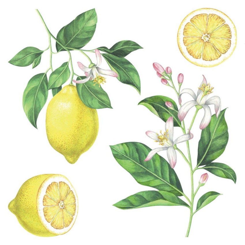Lemons αυτοκόλλητα τοίχου βινυλίου