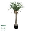 Τεχνητός Κήπος Beaucarnea Palm Tree Glint® Τεχνητό Διακοσμητικό Φυτό Κυρτόφυλλος Μπουκαρνέα Υ165Cm