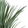 Τεχνητός Κήπος Beaucarnea Palm Tree Glint® Τεχνητό Διακοσμητικό Φυτό Κυρτόφυλλος Μπουκαρνέα Υ165Cm