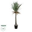 Τεχνητός Κήπος Beaucarnea Palm Tree Glint® Τεχνητό Διακοσμητικό Φυτό Κυρτόφυλλος Μπουκαρνέα Υ200Cm