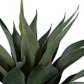 Τεχνητός Κήπος Sisal Agave Glint® Τεχνητό Διακοσμητικό Φυτό Αγαύη Υ60Cm