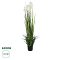 Τεχνητός Κήπος Pampas Grass Glint® Τεχνητό Διακοσμητικό Φυτό Γρασίδι Της Πάμπας Υ150Cm