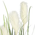 Τεχνητός Κήπος Pampas Grass Glint® Τεχνητό Διακοσμητικό Φυτό Γρασίδι Της Πάμπας Υ150Cm