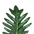 Τεχνητός Κήπος Taro Leaf Glint® Τεχνητό Διακοσμητικό Φύλο Κολοκασίας Π32 X Υ87Cm