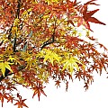 Τεχνητός Κήπος Autumn Maple Tree Glint® Τεχνητό Διακοσμητικό Δέντρο Φθινοπωρινός Σφένδαμος Υ350Cm