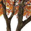 Τεχνητός Κήπος Autumn Maple Tree Glint® Τεχνητό Διακοσμητικό Δέντρο Φθινοπωρινός Σφένδαμος Υ350Cm