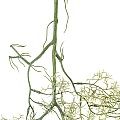 Τεχνητός Κήπος Eucalyptus Hanging Branch Glint® Τεχνητό Διακοσμητικό Κρεμαστό Φυτό Ευκάλυπτος Υ90Cm