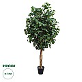 Τεχνητός Κήπος Ficus Benjamina Tree Glint® Τεχνητό Διακοσμητικό Φυτό Φίκος Μπενζαμίνη Υ210Cm