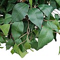 Τεχνητός Κήπος Ficus Benjamina Tree Glint® Τεχνητό Διακοσμητικό Φυτό Φίκος Μπενζαμίνη Υ210Cm