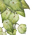 Τεχνητός Κήπος Syngonium Hanging Plant Glint® Τεχνητό Διακοσμητικό Κρεμαστό Φυτό Συγκόνιο Υ50Cm