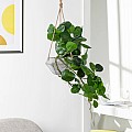 Τεχνητός Κήπος Hanging Peperomia Glint® Τεχνητό Διακοσμητικό Κρεμαστό Φυτό Πεπερόμια Μ30 X Π31 X Υ50Cm