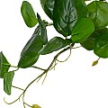 Τεχνητός Κήπος Hanging Peperomia Glint® Τεχνητό Διακοσμητικό Κρεμαστό Φυτό Πεπερόμια Μ30 X Π31 X Υ50Cm