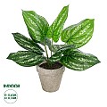 Τεχνητός Κήπος Silver Pothos Potted Plant Glint® Διακοσμητικό Φυτό Πόθος Φ40 X Υ33Cm