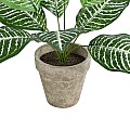 Τεχνητός Κήπος Zebra Potted Plant Glint® Διακοσμητικό Φυτό Ζέμπρα Φ40 X Υ33Cm