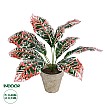 Τεχνητός Κήπος Red Aglaonema Potted Plant Glint® Διακοσμητικό Φυτό Κόκκινο Αγλαόνημα Φ40 X Υ33Cm