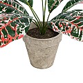 Τεχνητός Κήπος Red Aglaonema Potted Plant Glint® Διακοσμητικό Φυτό Κόκκινο Αγλαόνημα Φ40 X Υ33Cm