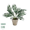 Τεχνητός Κήπος White Aglaonema Potted Plant Glint® Διακοσμητικό Φυτό Λευκό Αγλαόνημα Φ40 X Υ33Cm