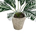 Τεχνητός Κήπος White Aglaonema Potted Plant Glint® Διακοσμητικό Φυτό Λευκό Αγλαόνημα Φ40 X Υ33Cm