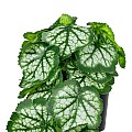 Τεχνητός Κήπος White Begonia Plant Glint® Διακοσμητικό Φυτό Λευκή Μπιγόνια Φ23 X Υ16Cm