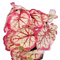 Τεχνητός Κήπος Red Begonia Plant Glint® Διακοσμητικό Φυτό Κόκκινη Μπιγόνια Φ23 X Υ16Cm