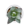 Τεχνητός Κήπος Succulent Aloe Potted Plant Glint® Διακοσμητικό Φυτό Αλόη  Φ7 X Υ9Cm