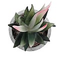 Τεχνητός Κήπος Succulent Aloe Glint® Διακοσμητικό Φυτό Παχύφυτο Αλόη Υ14Cm