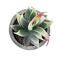 Τεχνητός Κήπος Succulent Aloe Glint® Διακοσμητικό Φυτό Παχύφυτο Αλόη Υ14Cm