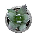 Τεχνητός Κήπος Succulent Aloe Glint® Διακοσμητικό Φυτό Παχύφυτο Αλόη Υ10.5Cm