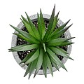 Τεχνητός Κήπος Succulent Aloe Glint® Διακοσμητικό Φυτό Παχύφυτο Αλόη Υ10Cm