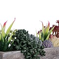 Τεχνητός Κήπος Succulent Varius Plant Potted Glint® Διακοσμητικό Φυτό Μίξ Μ32 X Υ29Cm