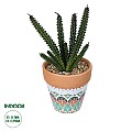 Τεχνητός Κήπος Succulent Euphorbia Potted Plant Glint® Διακοσμητικό Φυτό Ευφορβία Φ11 X Υ19Cm