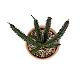 Τεχνητός Κήπος Succulent Euphorbia Potted Plant Glint® Διακοσμητικό Φυτό Ευφορβία Φ11 X Υ19Cm