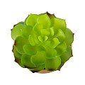 Τεχνητός Κήπος Succulent Echeveria Glint® Διακοσμητικό Φυτό Παχύφυτο Εχεβέρια Υ14Cm