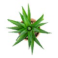 Τεχνητός Κήπος Succulent Aloe Potted Plant Glint® Διακοσμητικό Φυτό Αλόη  Φ15 X Υ19Cm