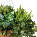 Τεχνητός Κήπος VARIOUS HANGING   Τεχνητό Κρεμαστό Διακοσμητικό Φυτό Φτέρης Π60 x Μ60 x Y70cm