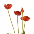 Τεχνητός Κήπος RED POPPY BRANCH  Τεχνητό Διακοσμητικό Κλαδί Παπαρούνα Κόκκινη Y50cm