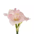 Τεχνητός Κήπος PINK KAFFIR LILY BRANCH  Τεχνητό Διακοσμητικό Κλαδί Ροζ Κρίνο Y58cm