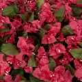 Τεχνητός Κήπος BOUGANVILLEA   Τεχνητό Διακοσμητικό Φυτό Μπουκανβίλια Π145 x Μ70 x Y57cm