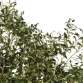 Τεχνητός Κήπος OLIVE TREE  Τεχνητό Διακοσμητικό Δέντρο Ελιά Υ220cm