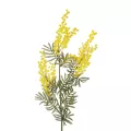 Τεχνητός Κήπος YELLOW MIMOSA FRUIT BRANCH  Τεχνητό Διακοσμητικό Κλαδί Κίτρινη Μιμόζα Y76cm